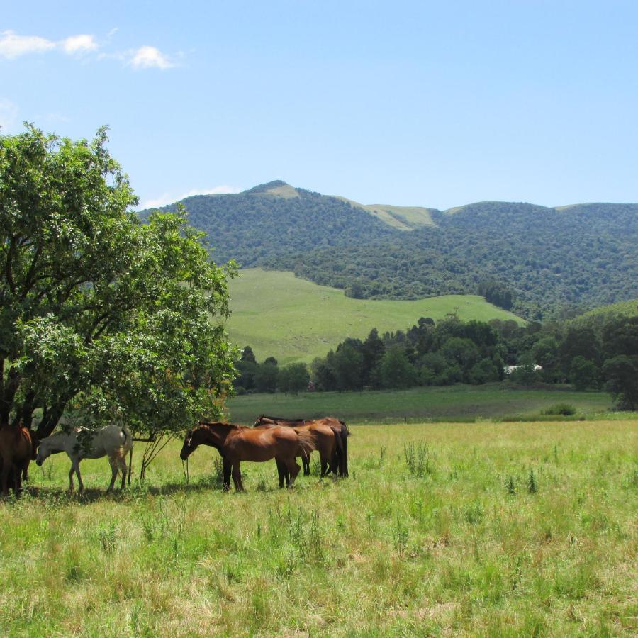 Old Pine Cabin Karkloof Yarrow Exterior foto